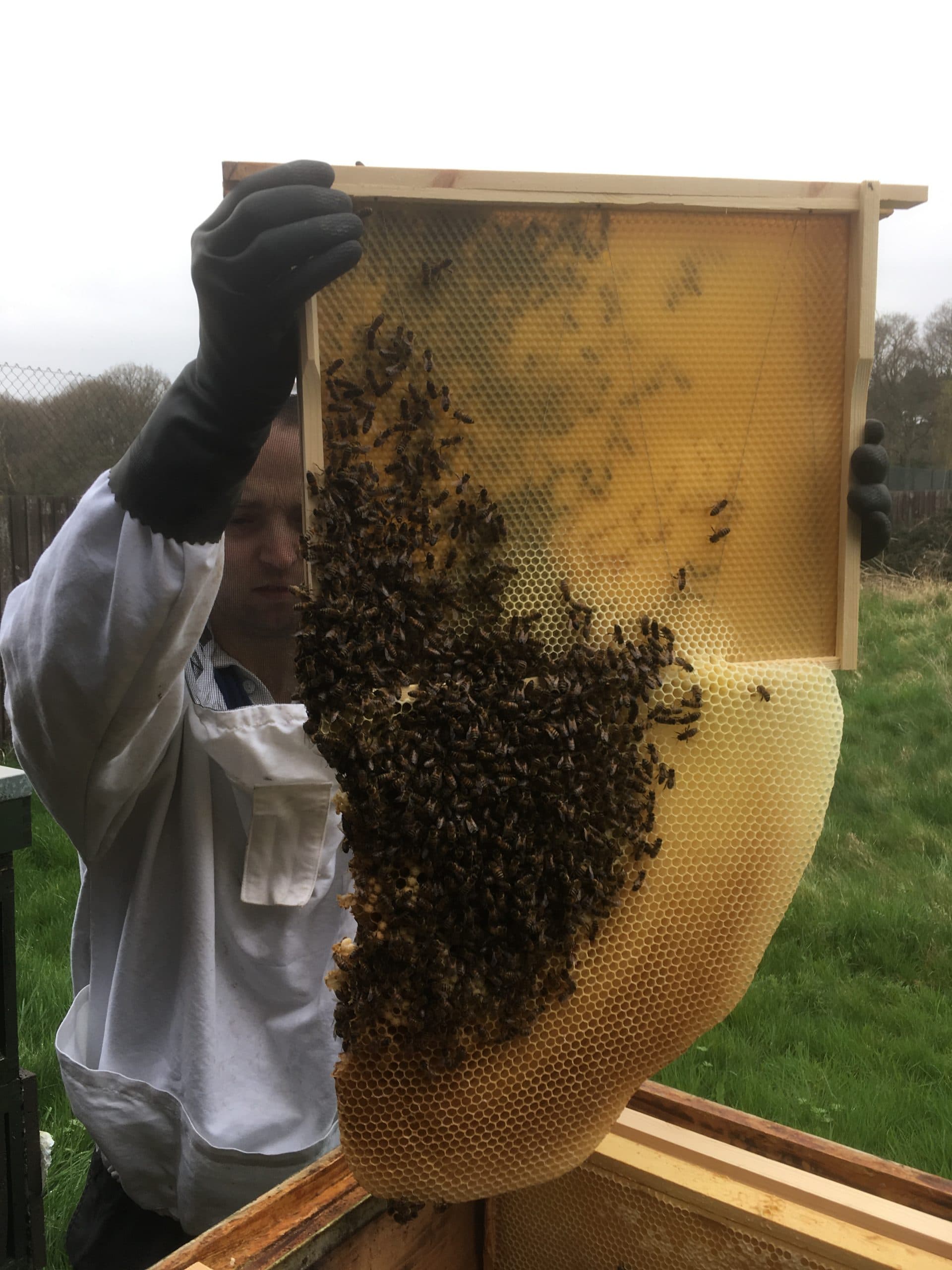 Tom holding a frame from one of our hives