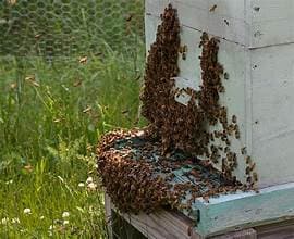 Bearding Bees