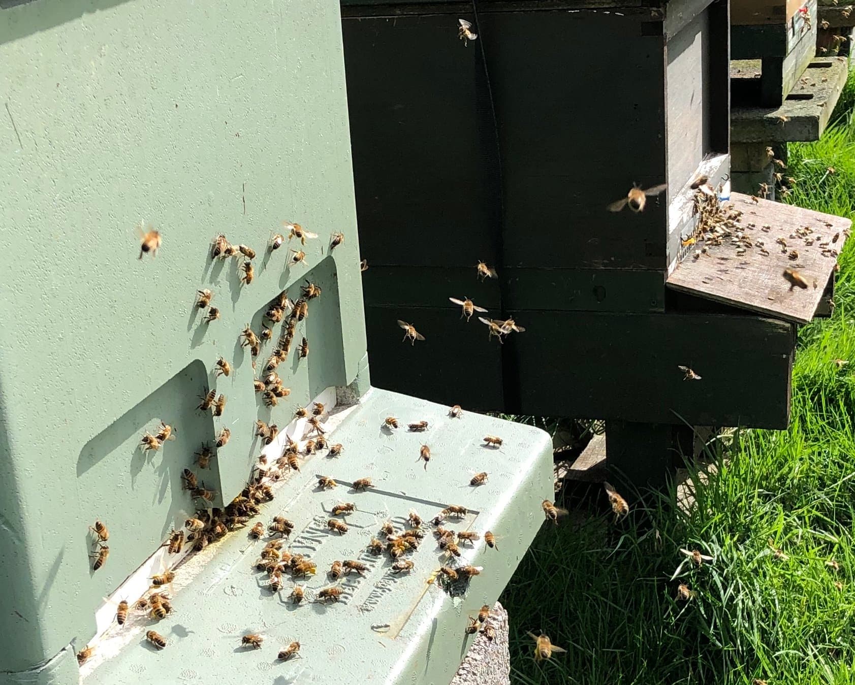 Foraging bees returning to the hive with pollen