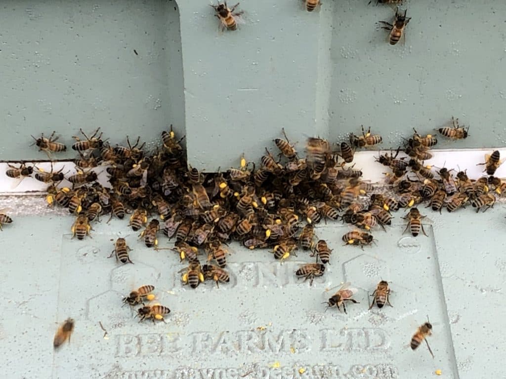 Returning foraging bees with yellow pollen