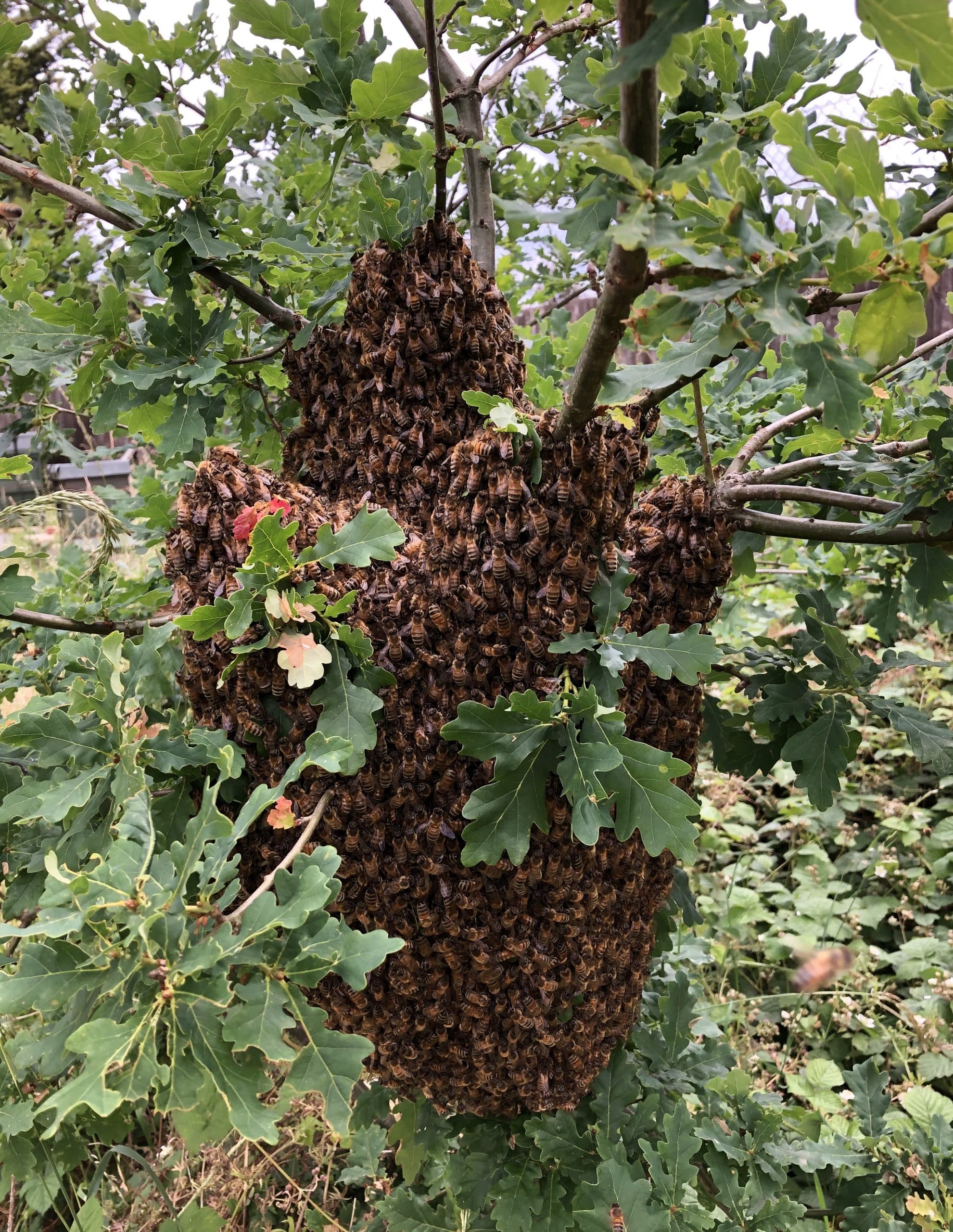 A swarm of honeybees in a tree